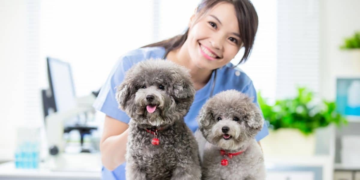 Veteriner Klinikleri için Web Tasarımı